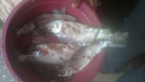 KETUA KELOMPOK RT MEMBAGIKAN IKAN BENTEK /BEREK 