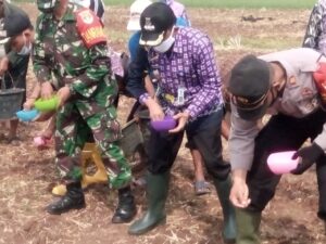 Dalam Rangka Mensukseskan Program Ketahanan Pangan Nusantara, Muspika Kecamatan Mekar Baru Tanam jagung