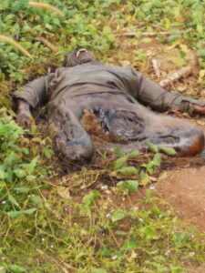 Penemuan Mayat  Tampa Indetitas Di Tempat Kawasan Industri PT IGL