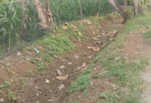 Pekerjaan TPT Poktan Harapan Tani di Desa Ranca Sanggal Dipertanyakan