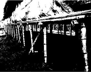 Peternakan Ayam didesa Sukajaya di Keluhkan Warga Karna Bau Tidak Sedap