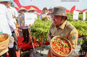 Pj Gubernur Banten Al Muktabar Adakan Gerakan Panen dan Tanam Cabai