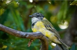 Ada Burung Beracun di Indonesia, Terdapat di Papua