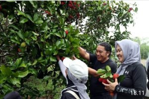 Al Muktabar Panen Bawang Merah dan Rambutan