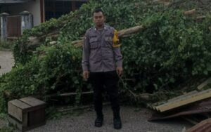 Pohon Tumbang di Desa Kramatwatu Ganggu Lalu Lintas Jalan