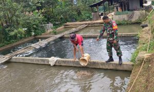 Dukung Ketahanan Pangan, Babinsa Koramil 0602-12/Ciomas Pantau Budi Daya Ikan Lele