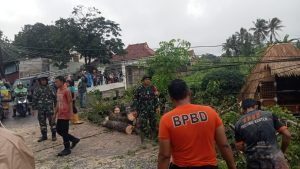 Akibat Pohon Tumbang, Arus Lalu Lintas Serang-Pandeglang Tersendat
