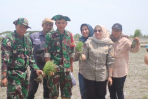Dukung Program Ketapang, Kodim 0602/Serang dan Dinas Pertanian Tanam Padi Serentak