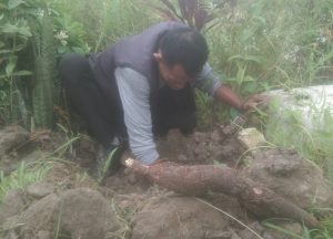 Manfaat Singkong untuk Kesehatan Tubuh dan Kulit Manusia