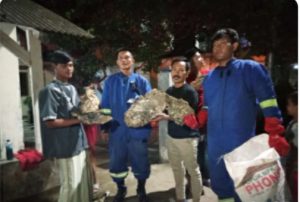 Warga.Desa Cemplang Resah Akibat Sarang Tawon, Tim Damkar Berhasil Evakuasi