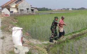 Danramil 0602-16/Ciruas Perintahkan Babinsa Dukung Program Ketapang