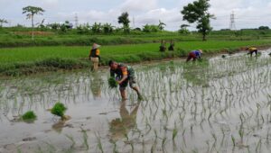 Danramil 0602-19/Cikande Kerahkan Babinsa Dukung Program Ketapang