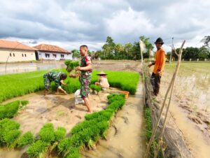 Babinsa Koramil 0602-20/Pamarayan Dampingi Petani Tanam Padi di Desa Kampung Baru