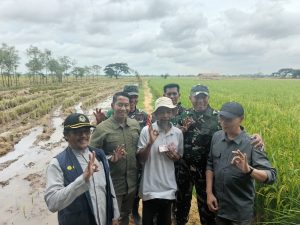 Komandan Kodim 0602/Serang Dampingi Kunjungan Dirut Bulog dalam Panen Raya Padi