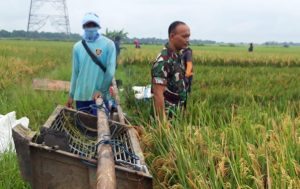 Dukung Bulog, Babinsa Koramil 0602-16/Ciruas Dampingi Petani Panen Gabah 