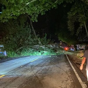 Di Cikoneng Anyer, Pohon Tumbang Disapu Angin Kencang