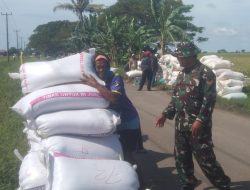 Babinsa Koramil 0602-02/Kasemen Bantu Bulog Serap 6,5 Ton Gabah Petani