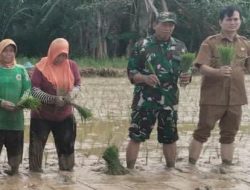 Danramil 0602-21/Kopo Dampingi Kelompok Tani Dalam Gerakan Penanaman Padi