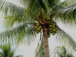 Kelapa di Banten Kian Langka, Pedagang Terkena Dampak 