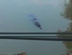 Breaking News : Wisatawan Resah, Buaya Besar Muncul di Pantai Cinangka