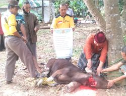 Ponpes Ma’had Nurul Falah Haromain Gelar Pemotongan Hewan Qurban