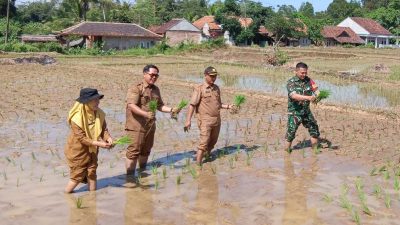 Babinsa Koramil 0602-21/Kopo Aktif Dampingi Petani