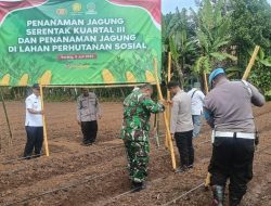 Di Lahan Perhutanan Sosial, Koramil 0602-09/Cikeusal Dukung Penanaman Jagung Serentak 