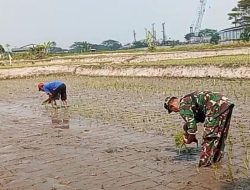 Koramil 0602-18/Kragilan Bersama Petani Bangun Ketahanan Pangan