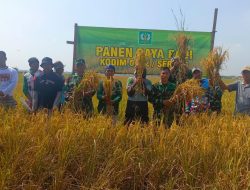 Di Desa Kebon Ratu, Danramil 0602-10/Pontang Bersama Gapoktan Ratu Tani Sukses Panen Padi 