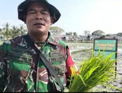 Koramil 0602-02/Kasemen dan Masyarakat Kelurahan Margaluyu Bersinergi dalam Pembinaan Ketahanan Pangan