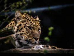 Macan Tutul Lepas, Polres Cimahi Tingkatkan Pengamanan 