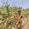 Panen Jagung Siap di Desa Ranjeng, Wujudkan Ketahanan Pangan dan Ekonomi Berkembang