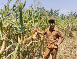 Panen Jagung Siap di Desa Ranjeng, Wujudkan Ketahanan Pangan dan Ekonomi Berkembang
