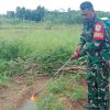 Jaga Produktivitas Jagung, Sertu Joko Saputro Babinsa Koramil 0602-03/Walantaka Dampingi Petani