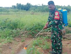 Jaga Produktivitas Jagung, Sertu Joko Saputro Babinsa Koramil 0602-03/Walantaka Dampingi Petani