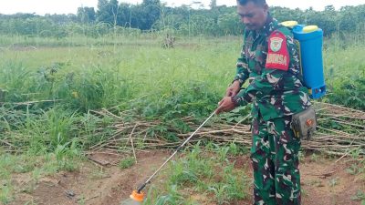 Jaga Produktivitas Jagung, Sertu Joko Saputro Babinsa Koramil 0602-03/Walantaka Dampingi Petani