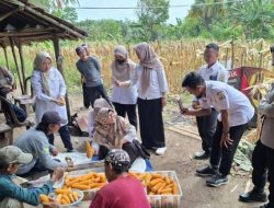 Kapolsek Walantaka Hadiri Panen Raya Jagung Kuartal 111 Tahun 2025