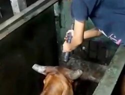 MUI Desak Pemerintah Audit Total Proses Penyembelihan Hewan dengan Alat Captive Bolt Stunner