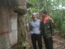 Pohon Kelapa Tunggak Ajaib, Usia Ratusan Tahun Masih Kokoh Berdiri