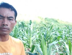 Desa Kampung Baru Panen Jagung, Kades Urdin Optimis Hasil Panen Melimpah