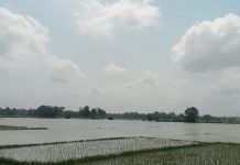 Banjir Rendam Areal Persawahan, Petani di Kecamatan Pamarayan Meradang