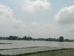 Banjir Rendam Areal Persawahan, Petani di Kecamatan Pamarayan Meradang