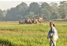 Breaking News : Gajah Liar Ngamuk, Kades di Lampung Timur Tewas Terkapar