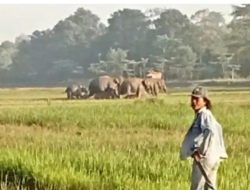 Breaking News : Gajah Liar Ngamuk, Kades di Lampung Timur Tewas Terkapar