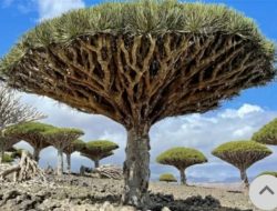 Militer Arab Saudi Bombardir Yaman, Tiga WNI Terjebak di Pulau Dajjal