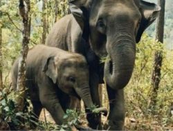 17 Orang Tewas Terkapar dan 4 Keluarga Diamuk Seekor Gajah 