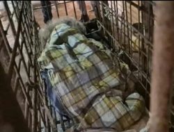 Makan Besi dan Bambu dengan.Gigi, Mbah Kirno Manusia Sakti dari Ponorogo