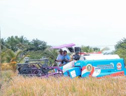 Padi Organik Hasil Persilangan Bibit Unggul Berhasil Dikembangkan di Banten