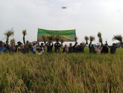 Panen Raya Padi di  Desa Sukamenak, Wujud Sinergi TNI dan Petani