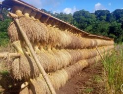 Panen Padi Huma Melimpah, Petani Baduy Bersyukur